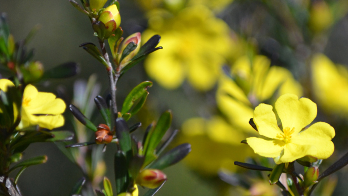 Dungog Flora